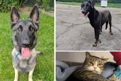 À la SPA d&rsquo;Étalondes, Alpha, Sharon et Oriane attendent une nouvelle famille adoptive.