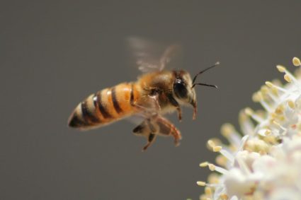 Des millions d&rsquo;abeilles découvertes sous un cimetière américain vieux de plus de cent ans